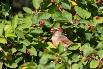 Female Northern Cardinal feeding with Amelanchier canadensis (bilberry, Canadian serviceberry)