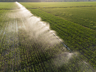 Aerial view of agricultural watering pivot irrigation system on a corn field at sunset