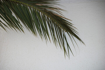 Green Palm Frond Against White Textured Wall