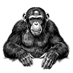 Fototapeta premium A detailed hand-drawn illustration of a chimpanzee gazing intensely. The grayscale artwork brings forth the ape's distinctive fur and expression. vector illustration