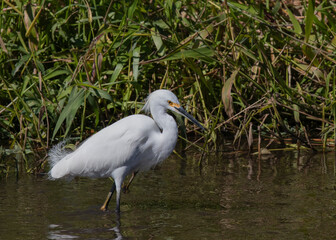 Snowy egret a wading bird in river in Florida looking for fish showing yellow colouring around eye white feathers plumage and long black bill beak with green foliage as background
