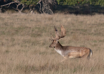 Stag Fallow Deer with large curved majestic antlers walks across grassland showing how brown...
