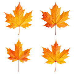 Fototapeta premium Four vibrant orange maple leaves displayed on a white background 