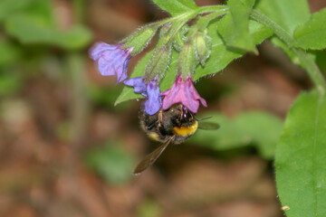 Fototapeta premium Bumblebee on a wild lungwort flower in spring, macro close-up.