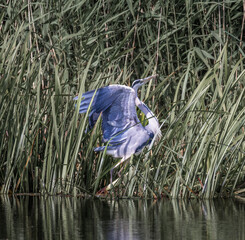 grey heron in flight.