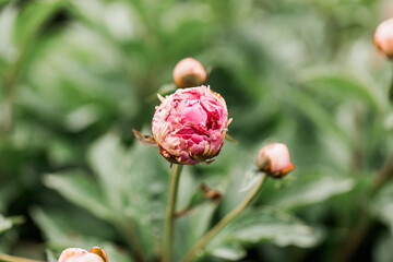 Beautiful bright pink peony growing in a garden during summer