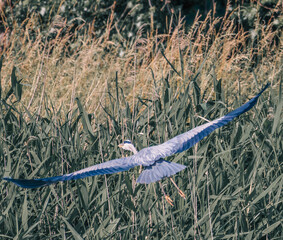 grey heron in flight
