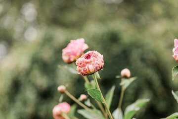 Beautiful Bright Pink Peonies growing in the garden 