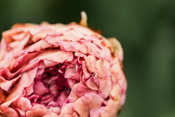 Beautiful closeup of a bright pink peony flower