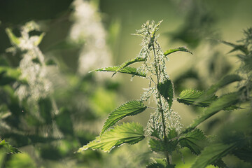  Backlit Nettle with Blooming Details