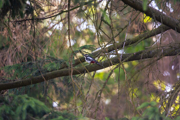 Great Spotted Woodpecker Resting on Mossy Tree Branch in Forest