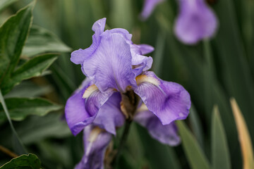 Closeup of a blue purple iris flower 