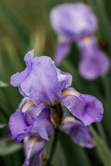 closeup of an Iris spuria also known as blue iris or butterfly iris 