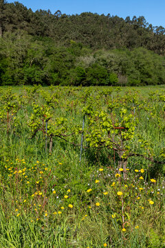 Vineyard with wild flowres and forest