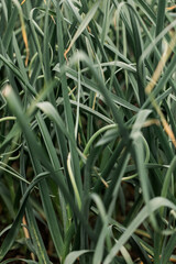 beautiful thick green grass background