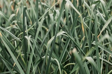 Beautiful tall green grass background