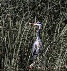grey heron 
