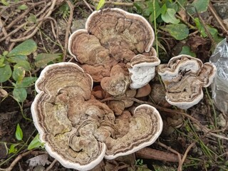 mushrooms in the forest