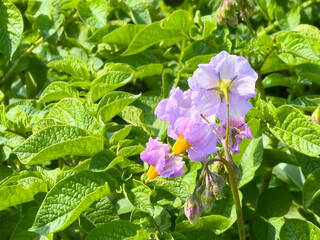 Potato flowers blooming under bright sunlight. Delicate purple petals with yellow stamens among lush green leaves.