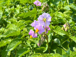 Potato flowers blooming under bright sunlight. Delicate purple petals with yellow stamens among lush green leaves.