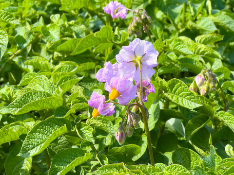 Potato flowers blooming under bright sunlight. Delicate purple petals with yellow stamens among lush green leaves.