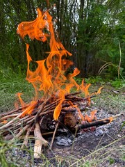 fire in the forest