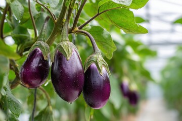 Close up view of ripe eggplants hanging from vines in a greenhouse during the growing season showing healthy produce