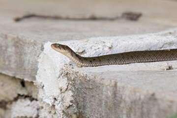 water non-venomous snake of asia, snakes of sri lanka, water snake