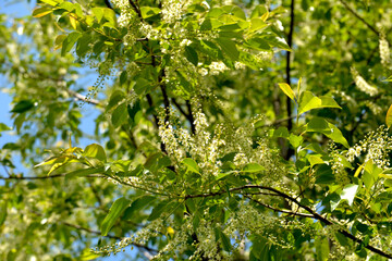 Prunus serotina white flowers closeup selective focus