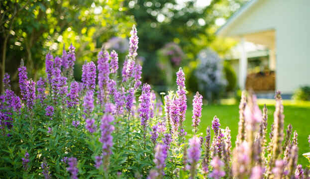 Purple loosestrife flowers blossoming in the garden on sunny summer day. Lythrum tomentosum or spiked loosestrife on a flower bed.