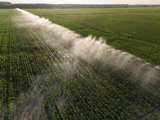 Aerial view of agricultural watering pivot irrigation system on a corn field at sunset