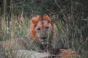Africa- Wildlife- Close Up of Two Wild Male Lions Hiding in Tall Grass