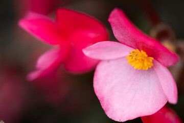 closeup of a beautiful bright pink Fibrous-rooted begonias also known as wax begonia