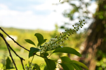 Prunus serotina white flowers closeup selective focus