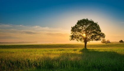 Obraz premium a lone tree stands in a field at sunrise bathed in golden light the sky is a soft blue and the grass is a vibrant green