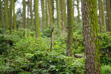 A lush, mossy forest at the Curonian Spit in Lithuania, filled with tall pine trees and dense undergrowth, evoking a sense of quiet, untouched wilderness.