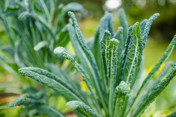 Green kale plants with textured leaves grow vibrantly in a lush garden bed surrounded by other leafy vegetables.