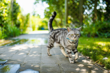 Young playful British shorthair silver tabby cat relaxing in the backyard. Gorgeous blue-gray cat...
