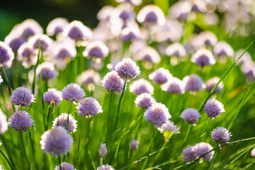 Close up of beautiful purple chives flowers blossoming in a garden. Blooming garlic flowers in soft evening light.