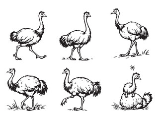Emu line art illustration