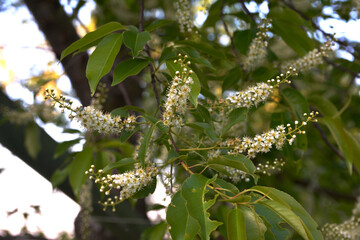 Prunus serotina white flowers closeup selective focus