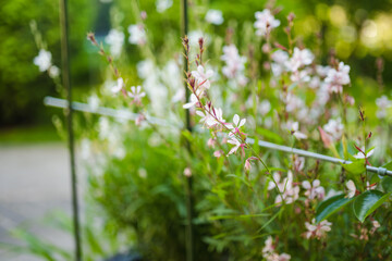 Tender white Gaura lindheimeri flowers blossoming on flower bed on sunny summer day.