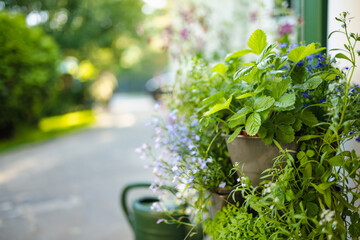 Lush arrangement of potted herbs and flowers thrives in the sunshine by a garden path, radiating freshness and life.