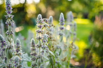 Lamb's ear plants bloom in a sun-dappled garden, their soft, silvery leaves and purple flowers...