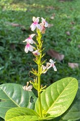 Pseuderanthemum Flower and Leaf for Botanical and Design Use