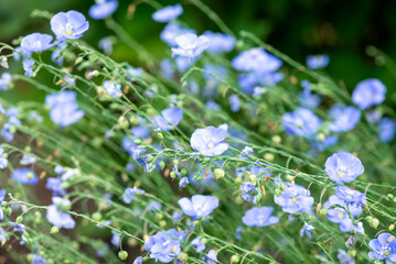 blue flax ordinary blooms beautifully in summer. High quality photo