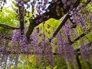 Views From Japan Nara