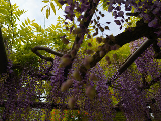 Views From Japan Nara