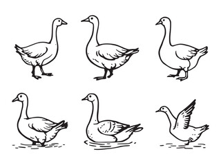 Goose Line Art Illustration