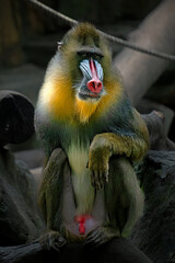 Obraz premium Closeup of the mandril monkey